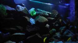 Aquarium Kevin`s Malawibecken