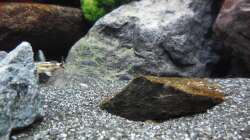 Aquarium Kevin`s Malawibecken