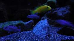 Aquarium Kevin`s Malawibecken
