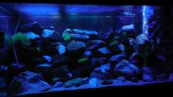 Aquarium Kevin`s Malawibecken