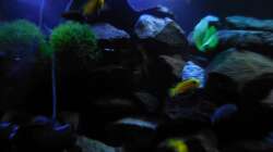 Aquarium Kevin`s Malawibecken