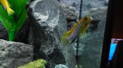Aquarium Kevin`s Malawibecken