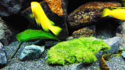 Moosball auf Stein geklebt