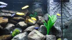 Aquarium Kevin`s Malawibecken