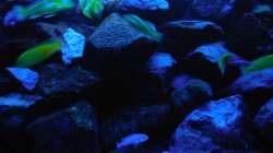 Aquarium Kevin`s Malawibecken