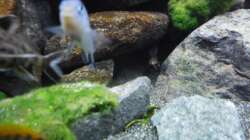 Aquarium Kevin`s Malawibecken