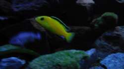 Aquarium Kevin`s Malawibecken
