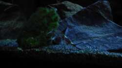Aquarium Kevin`s Malawibecken