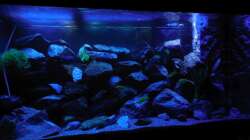 Aquarium Kevin`s Malawibecken