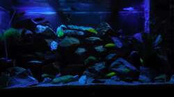 Aquarium Kevin`s Malawibecken