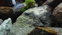 Aquarium Kevin`s Malawibecken