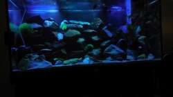 Aquarium Kevin`s Malawibecken