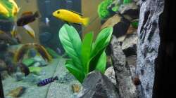 Aquarium Kevin`s Malawibecken