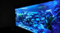 Aquarium Kevin`s Malawibecken