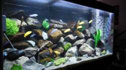 Aquarium Kevin`s Malawibecken