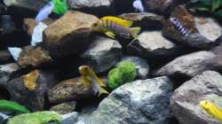 Aquarium Kevin`s Malawibecken