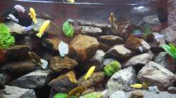 Aquarium Kevin`s Malawibecken