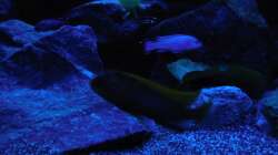 Aquarium Kevin`s Malawibecken