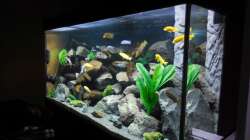 Aquarium Kevin`s Malawibecken