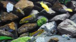 Aquarium Kevin`s Malawibecken