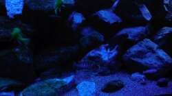 Aquarium Kevin`s Malawibecken