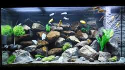 Aquarium Kevin`s Malawibecken