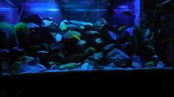 Aquarium Kevin`s Malawibecken