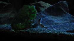 Aquarium Kevin`s Malawibecken