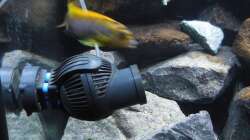 Aquarium Kevin`s Malawibecken