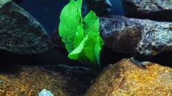 Pflanzen im Aquarium Kevin`s Malawibecken