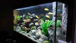 Aquarium Kevin`s Malawibecken