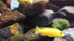 Aquarium Kevin`s Malawibecken