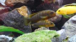 Aquarium Kevin`s Malawibecken