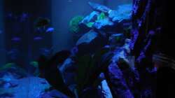 Aquarium Kevin`s Malawibecken