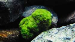 Pflanzen im Aquarium Kevin`s Malawibecken