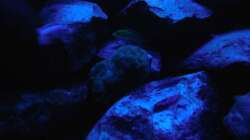 Aquarium Kevin`s Malawibecken