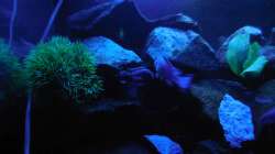 Aquarium Kevin`s Malawibecken