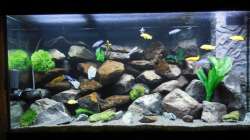 Aquarium Kevin`s Malawibecken