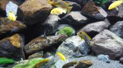 Aquarium Kevin`s Malawibecken