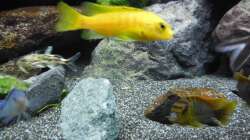 Aquarium Kevin`s Malawibecken