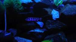 Aquarium Kevin`s Malawibecken