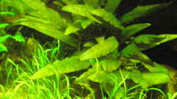 Pflanzen im Aquarium Grünes Juwel