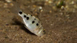 Fossorochromis rostratus .. so jung, aber er durchpflügt den Boden nach Nahrung!!