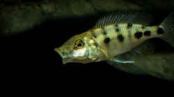 ein Jungtier der Art Fossorochromis rostratus