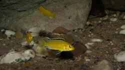 ein Labidochromis caeruleus in der Felszone - mittlerer bis grober Rheinkies!!