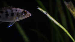 Fossorochromis rostratus .. so spät und der Kleine ist noch unterwegs [ohne Blitz]
