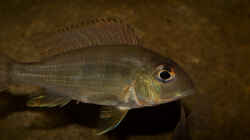 Geophagus sp. tapajos `red head`