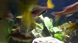 Cyprichromis Leptosoma `Tricolor` (Heckansicht)