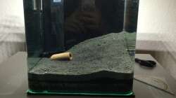 Cube vor den Pflanzen