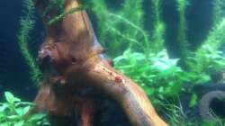 Red Bee auf der Wurzel